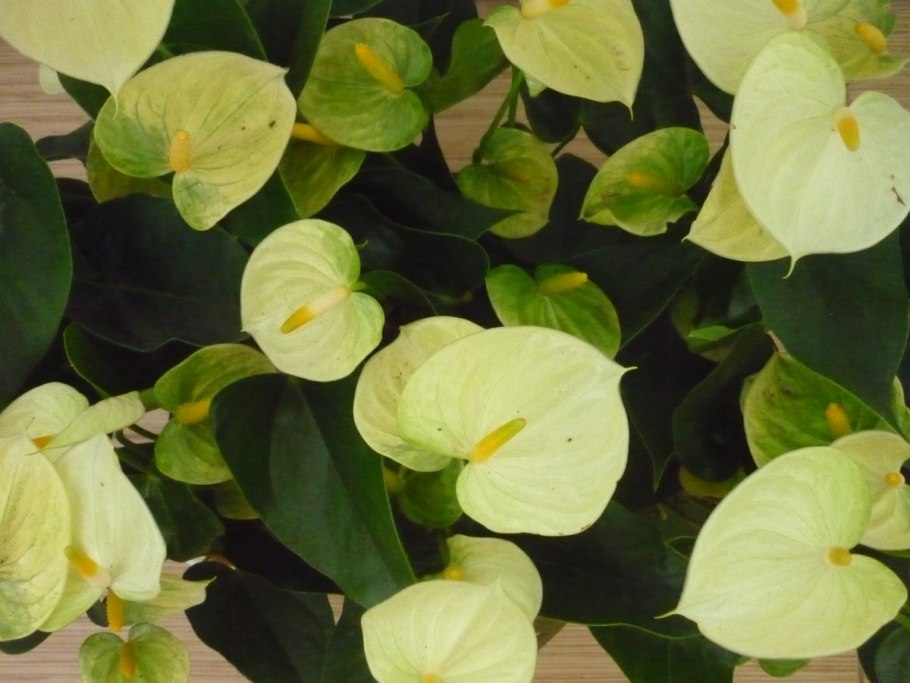 Антуриум Андре Адиос оранж