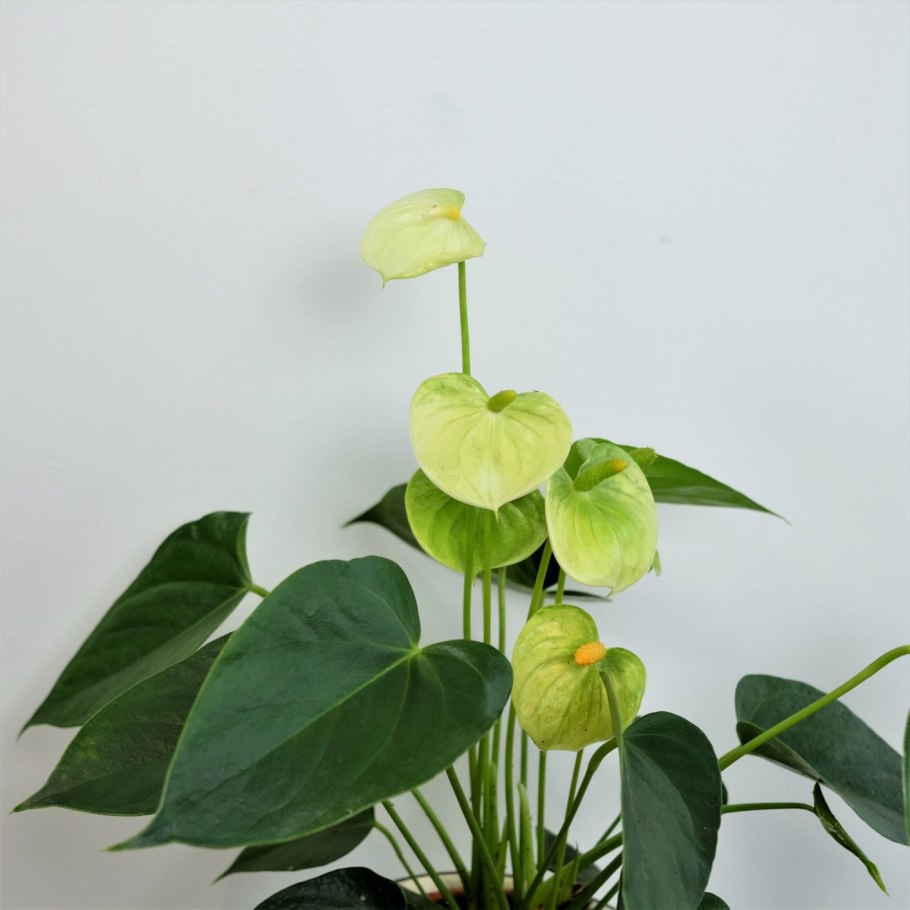 Антуриум Ванилла желтый