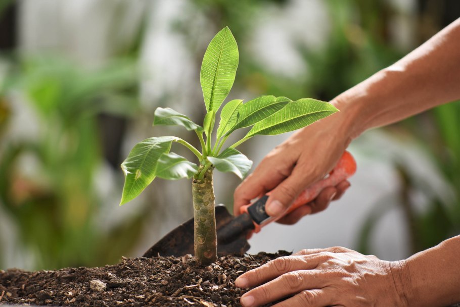 Мирт цветок