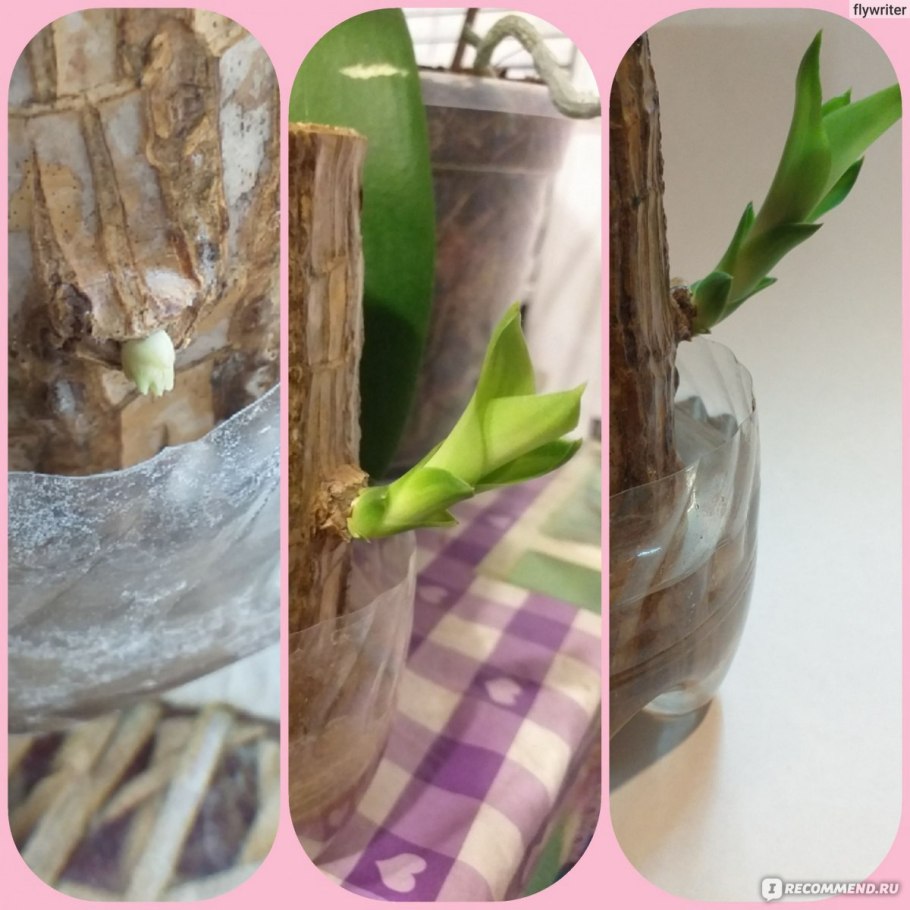 Садить дерево природа фон