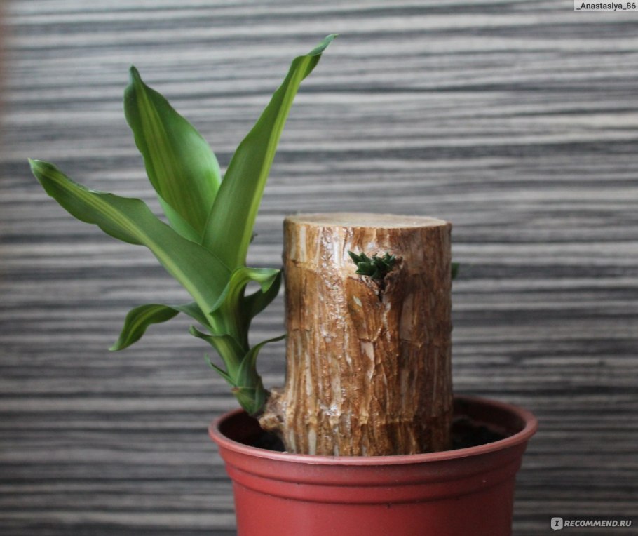 Цветок аихризон дерево счастья