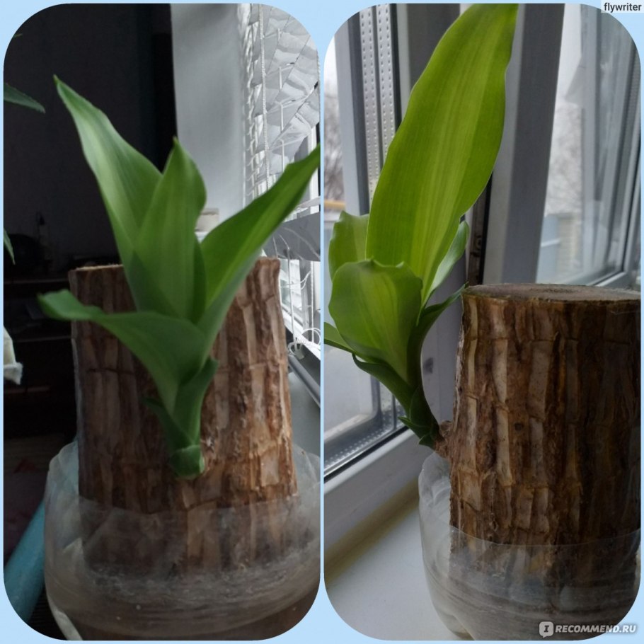 Мирт обыкновенный штамбовый