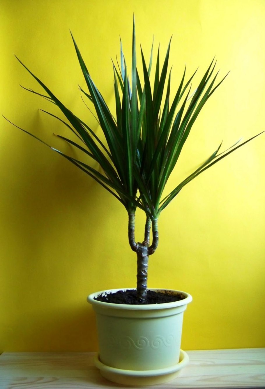 Комнатный бамбук Драцена Сандера