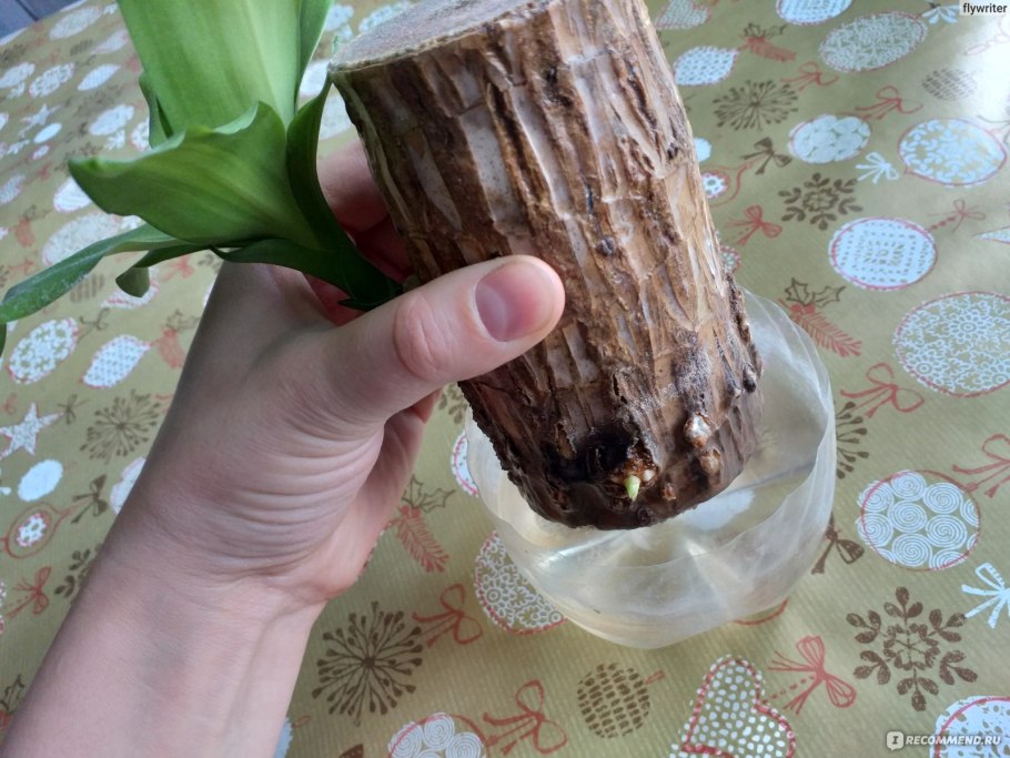 Толстянка аихризон