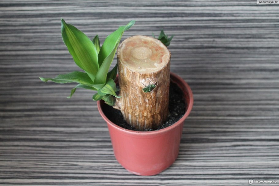 Послания деревьев