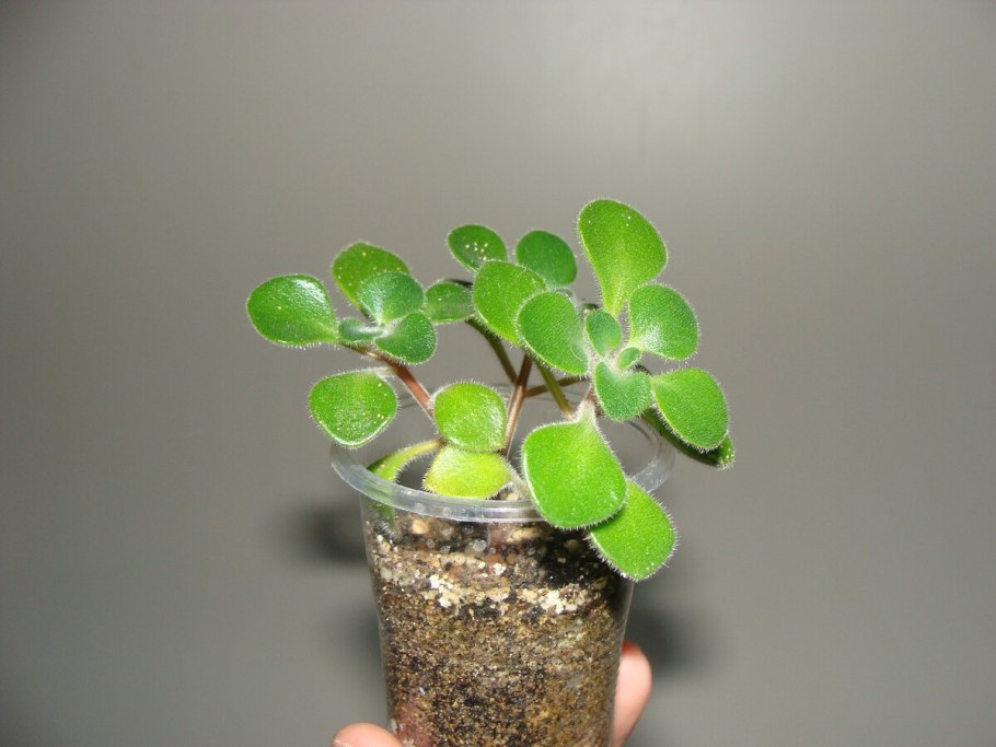 Толстянка гигант