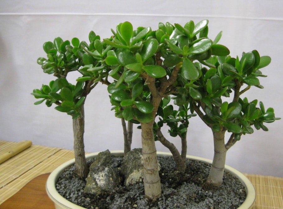 Мастер класс по пересадке растений