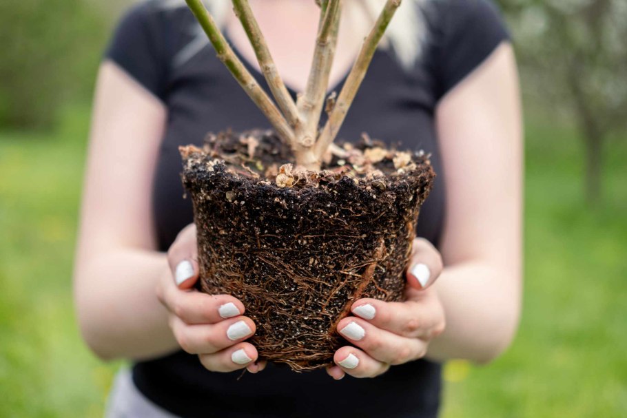 Кофе Аравийский карликовый Альберт