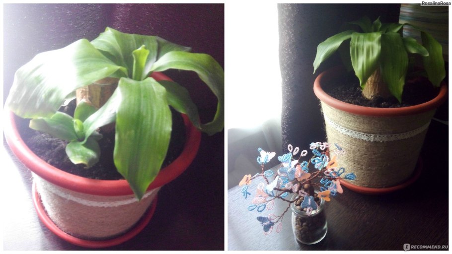 Дерево счастья пенек