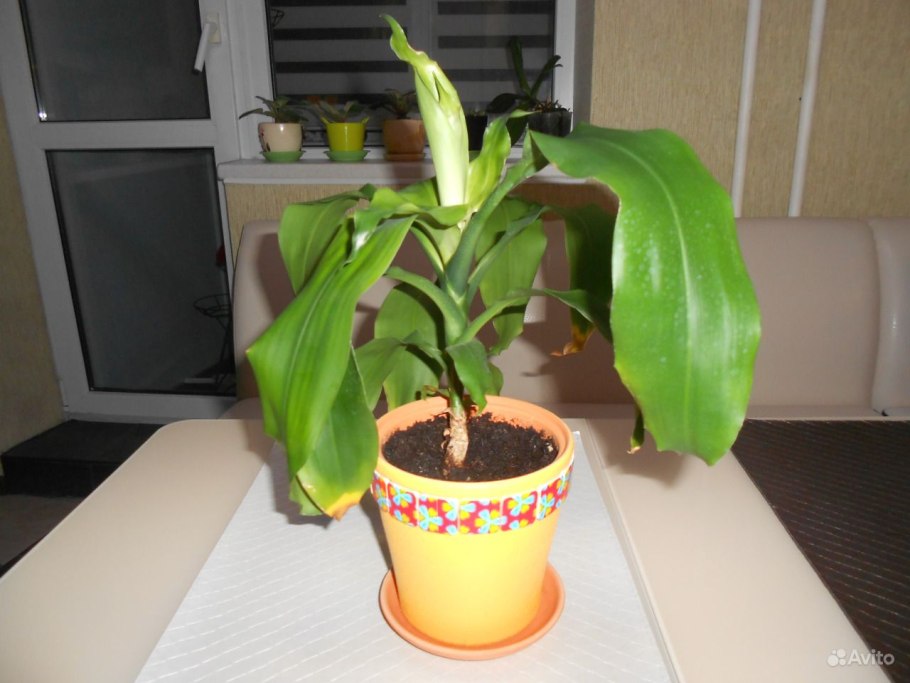 Бонсай толстянка полив