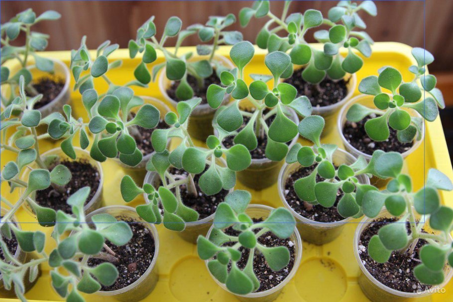 Драцена душистая Dracaena