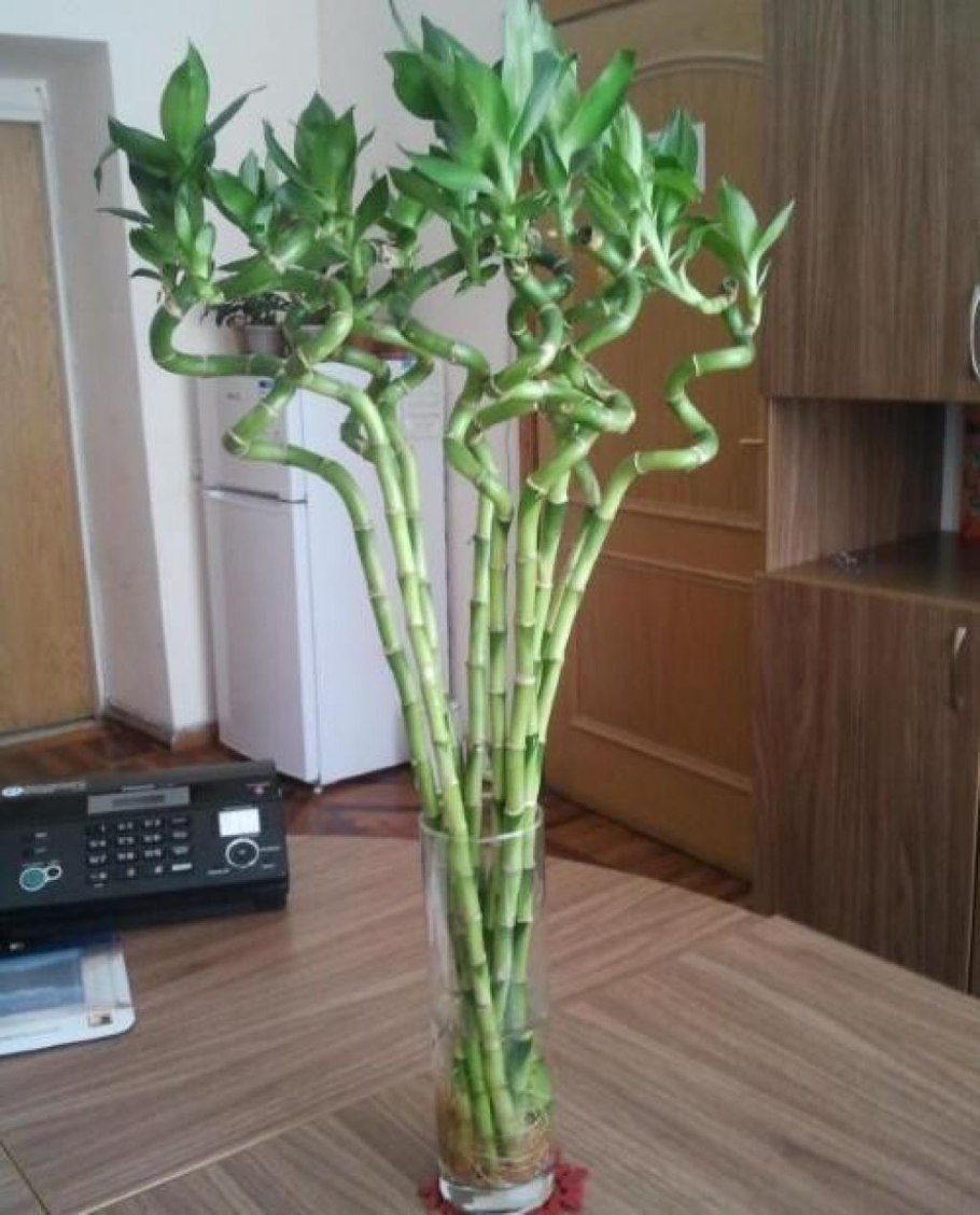 Дерево любви комнатное как размножить