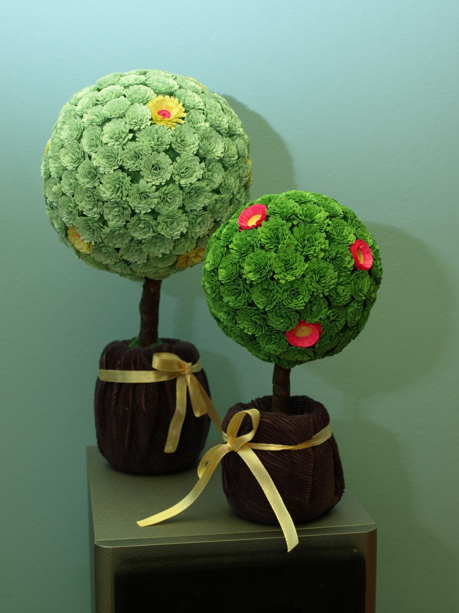 Фикус денежное дерево