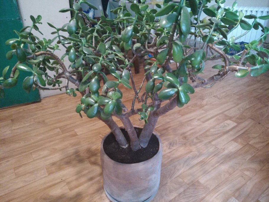 Пересадить Антуриум