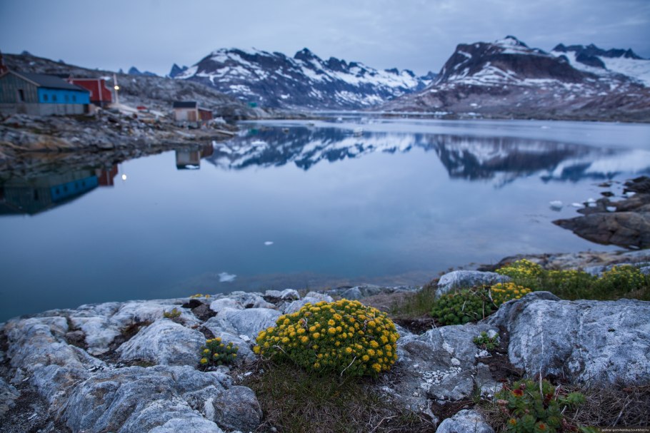 Остров Гренландия растительность