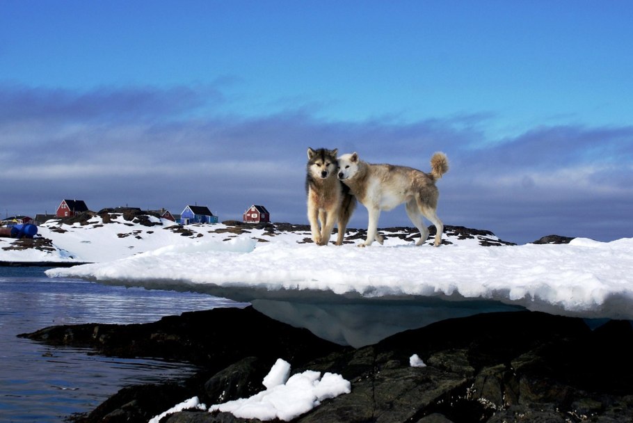 Полярная камнеломка