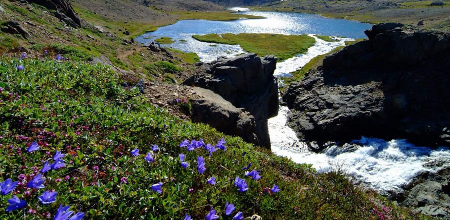 Остров Гренландия животные