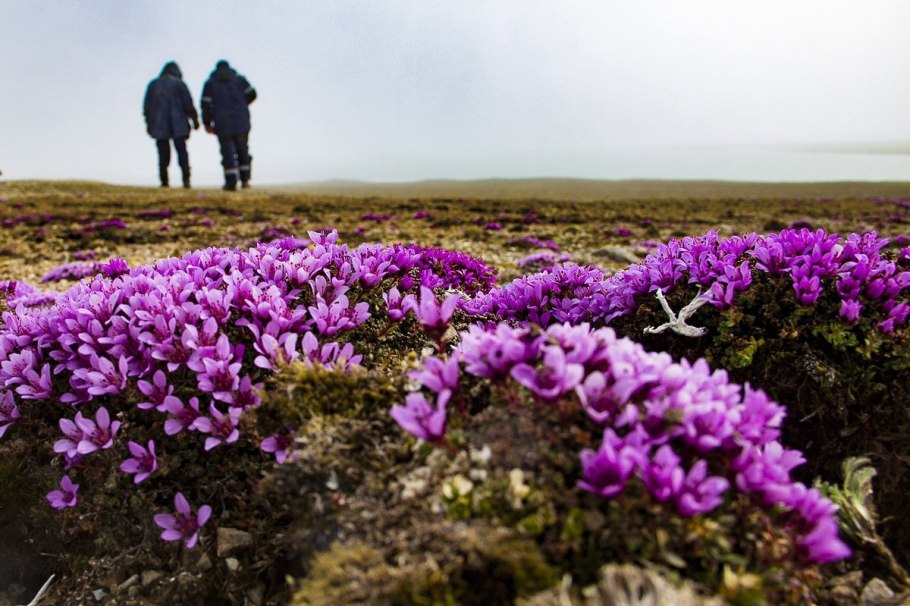Остров Гренландия растительность