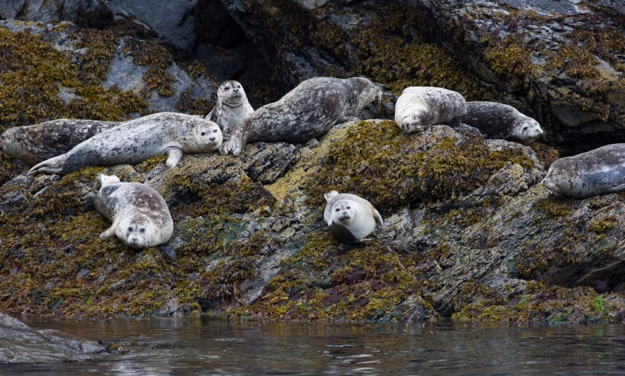 Рельеф Гренландии