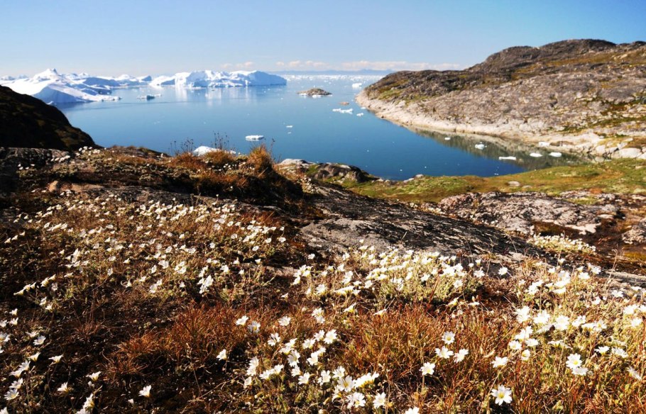 Лишайники в Гренландии