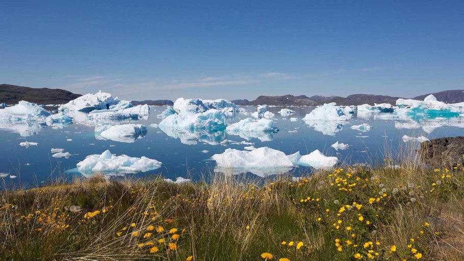 Растительный и животный мир Гренландии