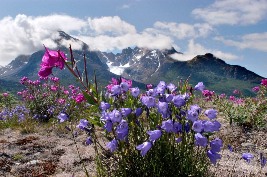 Гренландский национальный парк растения