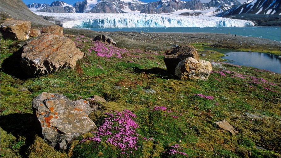 Растения Гренландии