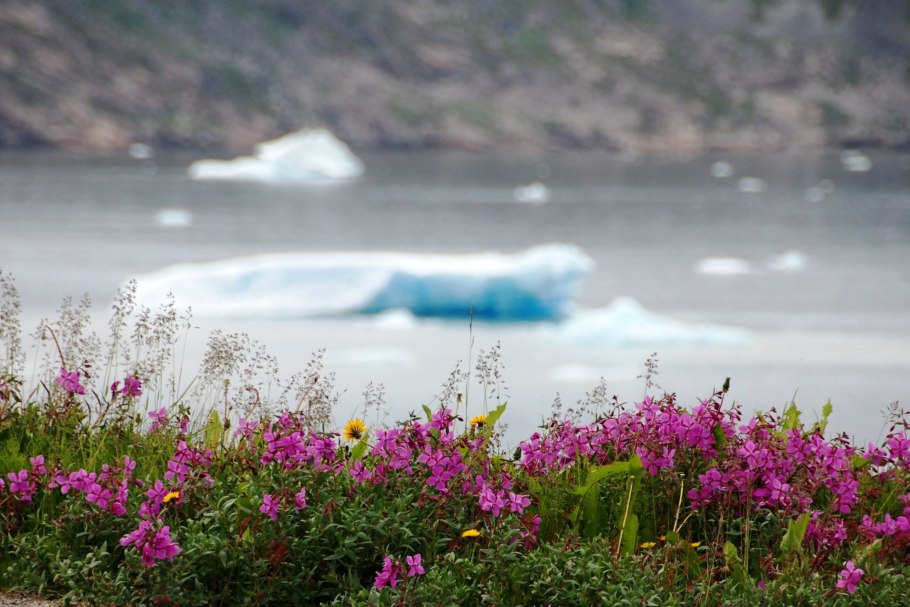 Флора Гренландии