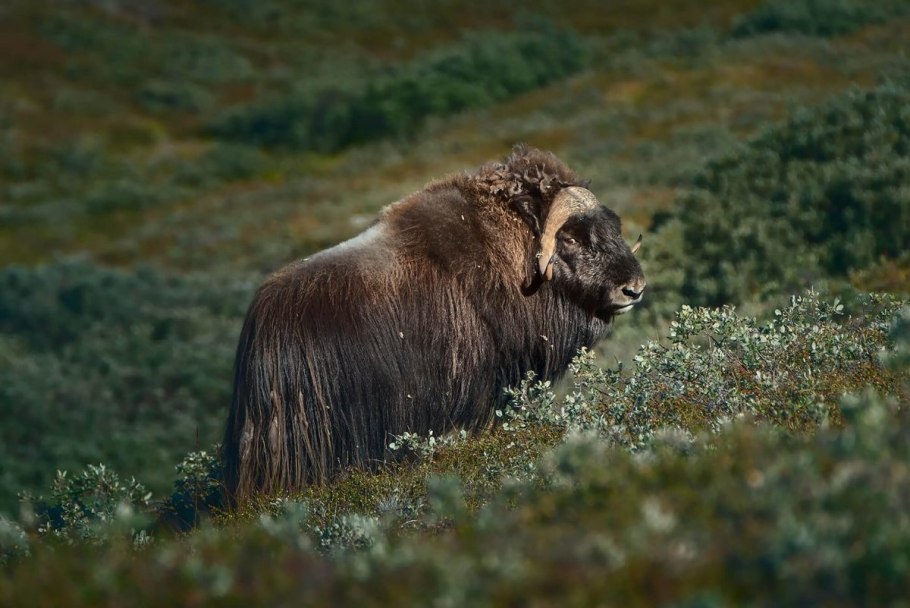 Остров Гренландия растительность