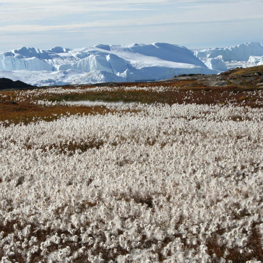 Гренландский овцебык