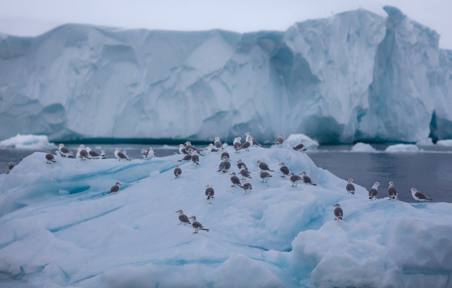 Рейкьявик растительность
