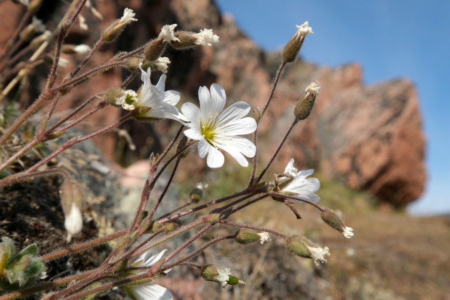 Гренландия морж