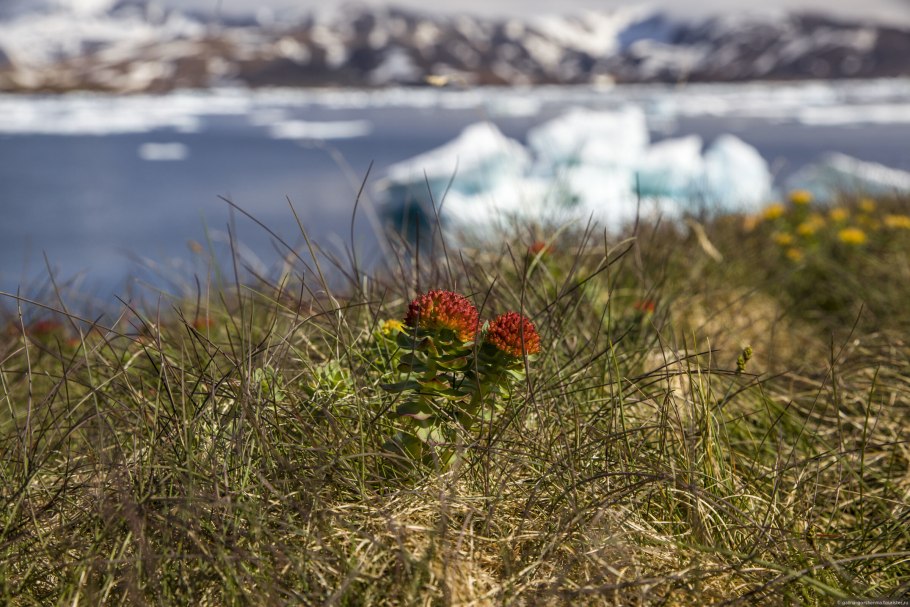 Гренландский национальный парк растительность