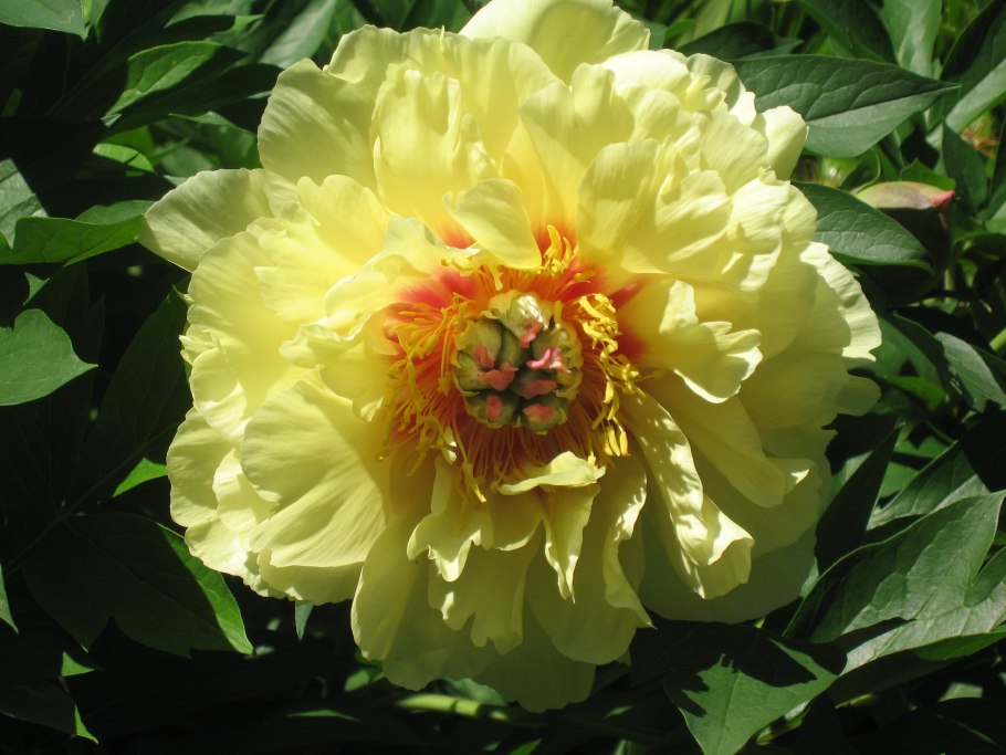 Пион Виктори де ла Марне