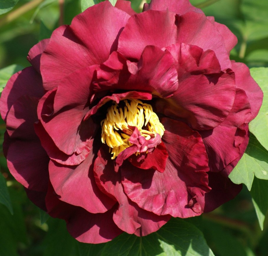 Пион Гарден Лейс