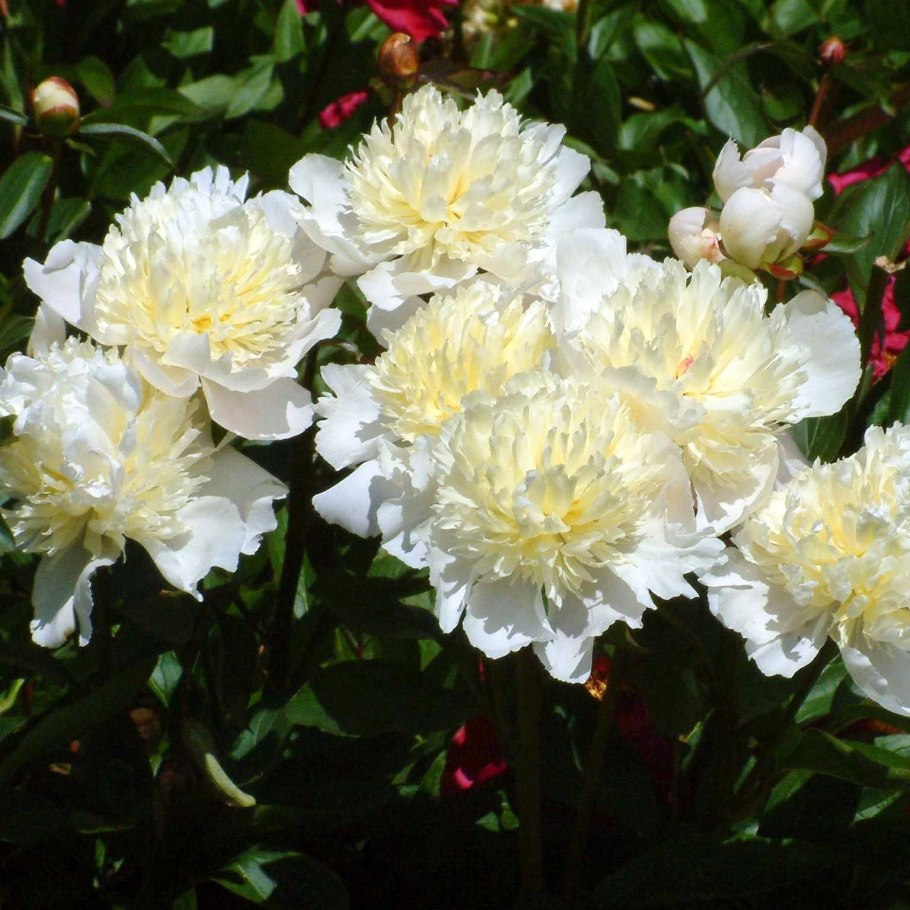 Пион травянистый золотой ореол