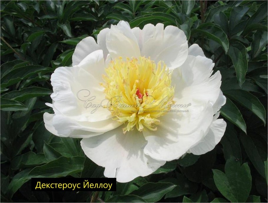 Пион желтый махровый Бартзелла