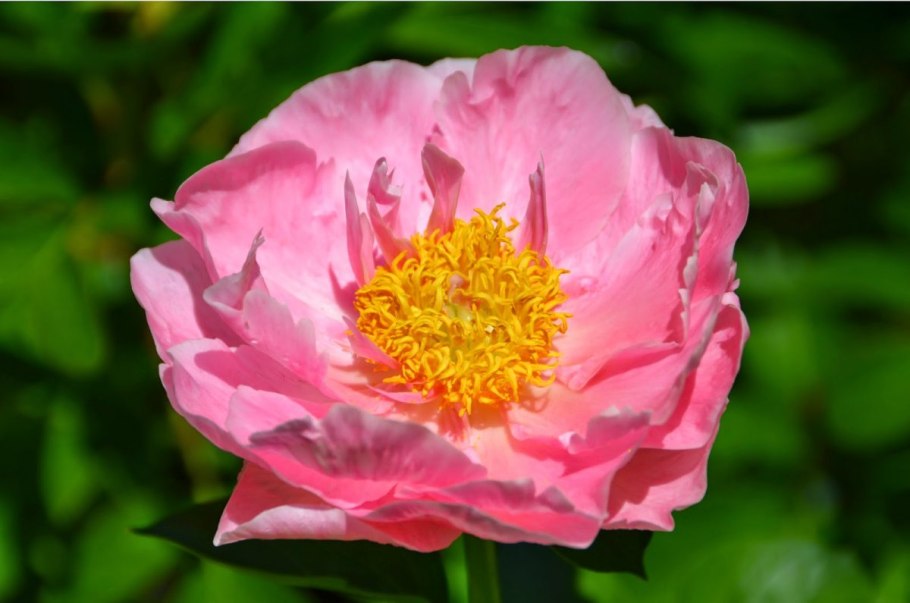 Пион Ито-гибрид Гарден Треже