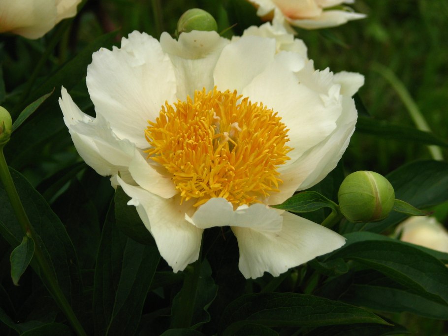 Пион молочноцветковый Honey Gold