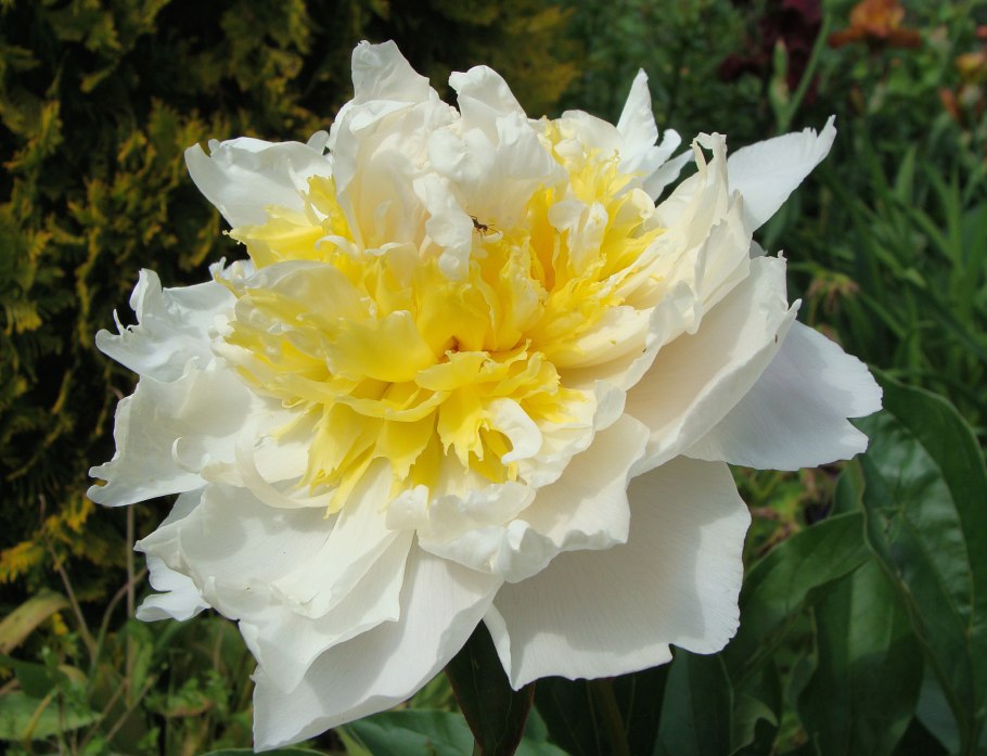 Пион Gold Standard