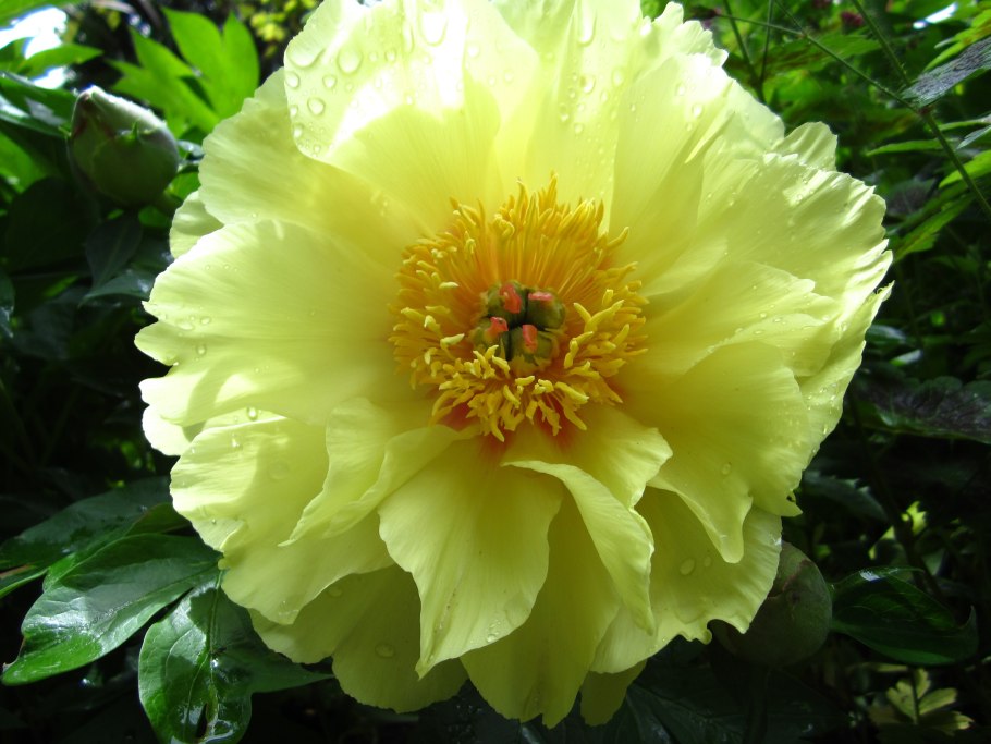 Пион ито-гибрид гарден треже