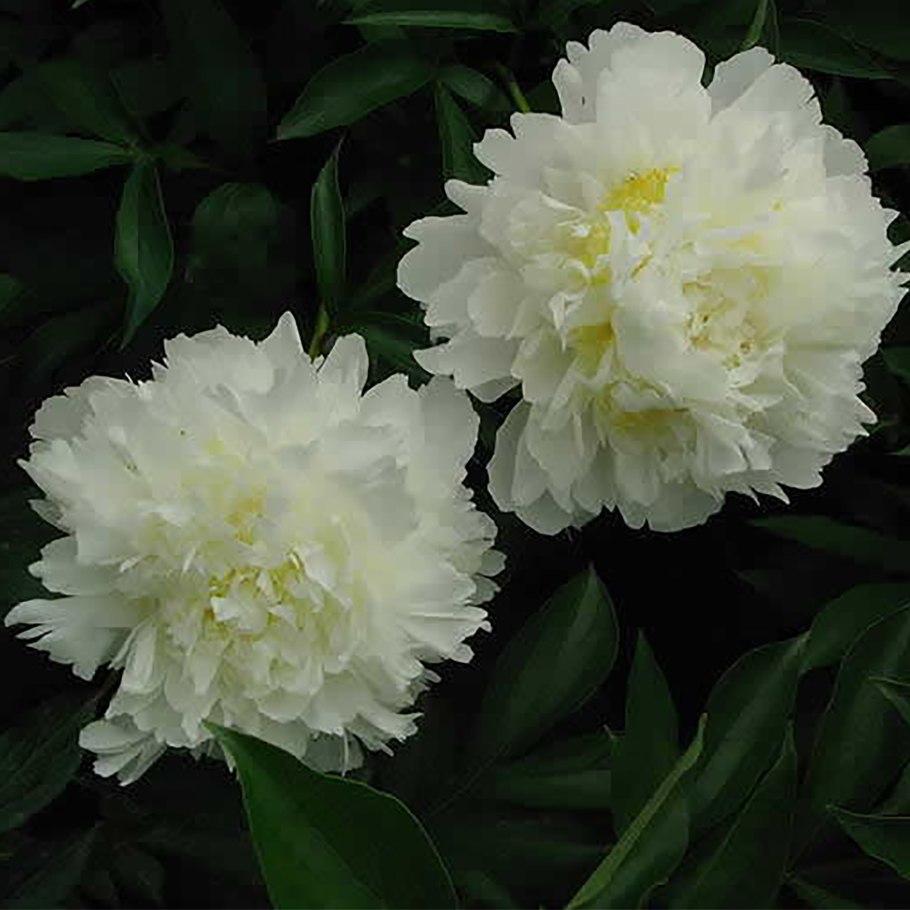 Пион травянистый золотой ореол