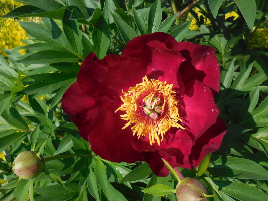 Festival Queen (Lins, 1955, США) пион