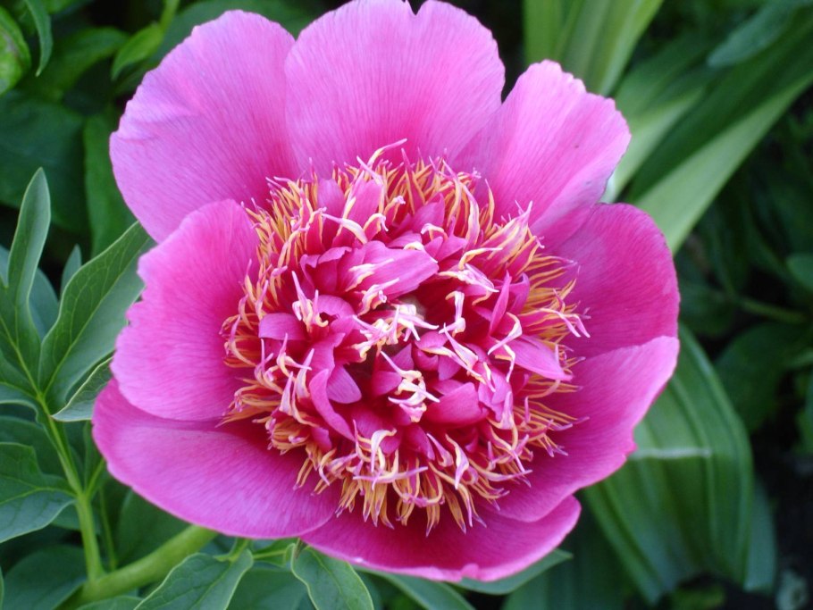 Пион анемонефлора