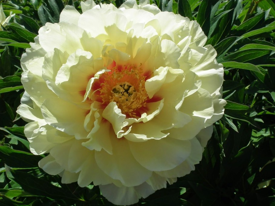 Пион (Paeonia Honey Gold