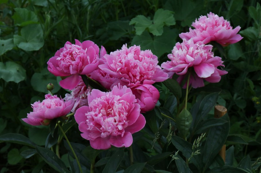 Пионы Советской селекции