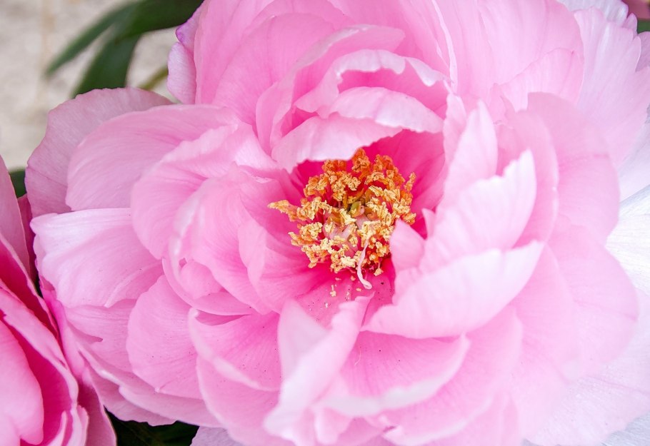 Пион Auguste Dessert