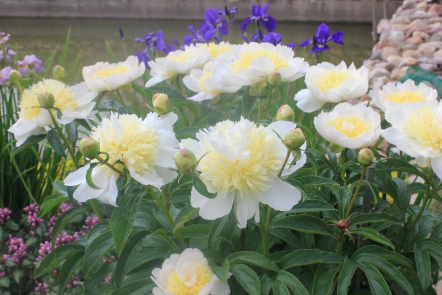 Sonoma Halo пион