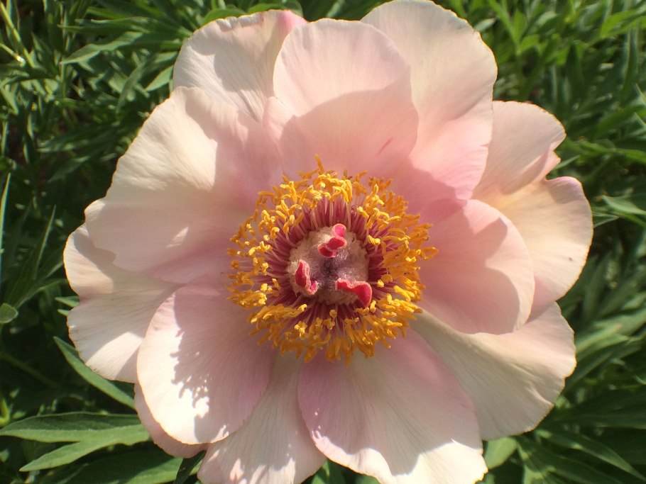 Paeonia Salmon Glow