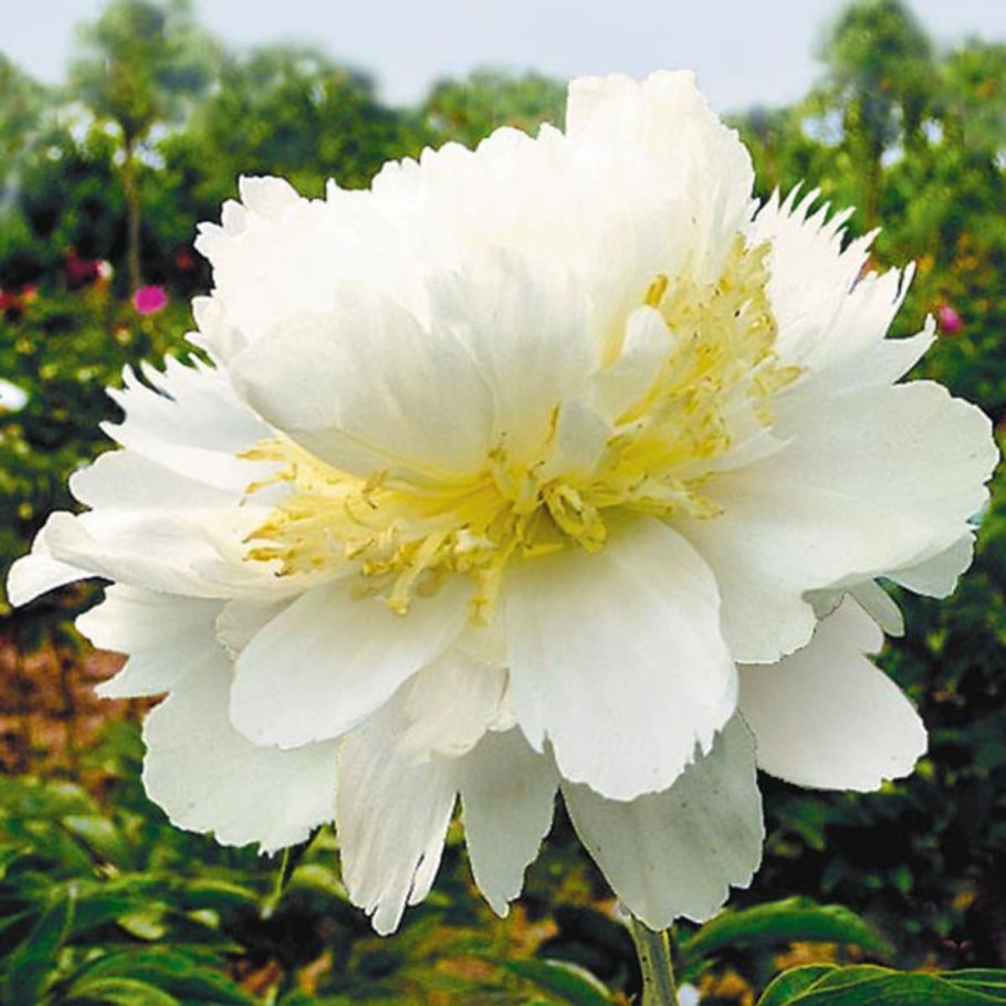 Пион молочноцветковый Miss America